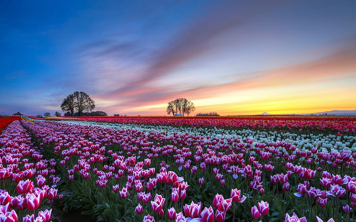 Campo de flores de tulipanes, puesta de sol de noche, paisajes coloridos, tulipanes rojos y blancos, tulipanes, flor, campo, tarde, puesta de sol, colorido, paisaje, Fondo de pantalla HD