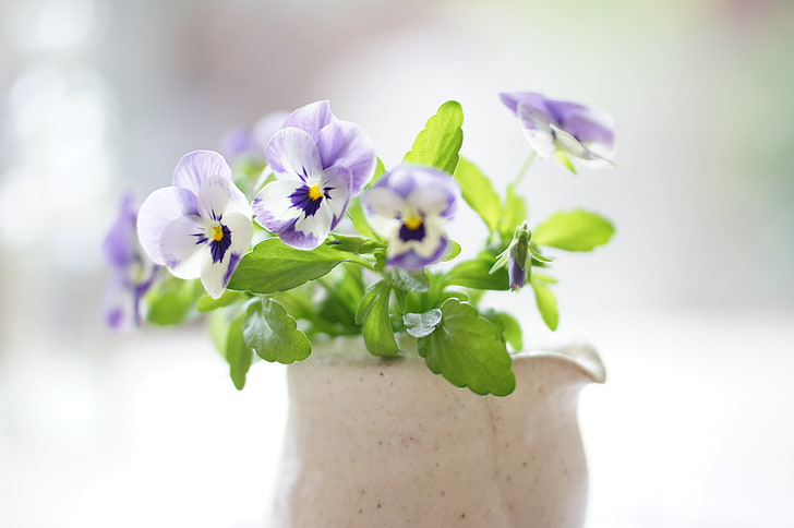 fleur pétale blanche et violette, bouquet, pensée, ensoleillé, alto, Fond d'écran HD