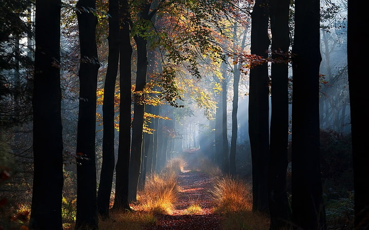 черные и коричневые деревья, фото дороги между землей, покрытой деревьями, природа, пейзаж, туман, путь, лес, трава, солнечные лучи, утро, деревья, осень, листья, HD обои