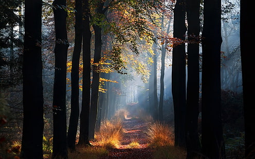 черные и коричневые деревья, фото дороги между землей, покрытой деревьями, природа, пейзаж, туман, путь, лес, трава, солнечные лучи, утро, деревья, осень, листья, HD обои HD wallpaper