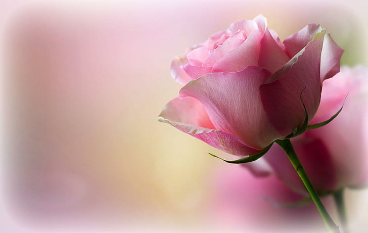 Soft Pink Rose, pink rose, romantic, romance, softness, love, gentleness, pink, tenderness, roses, scent, sweetness, petals, HD wallpaper