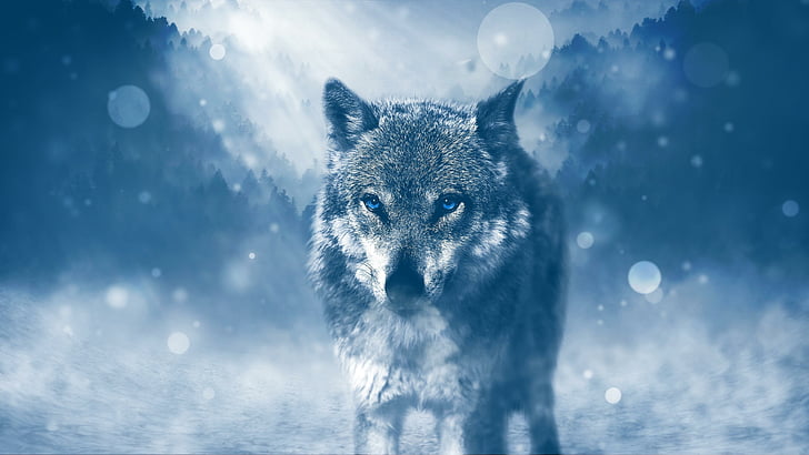 dzika przyroda, niebieskie oczy, wilk, zima, dzikie zwierzę, dzieło sztuki, zwierzę, las, oczy, Tapety HD