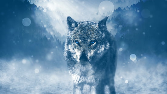dzika przyroda, niebieskie oczy, wilk, zima, dzikie zwierzę, dzieło sztuki, zwierzę, las, oczy, Tapety HD HD wallpaper