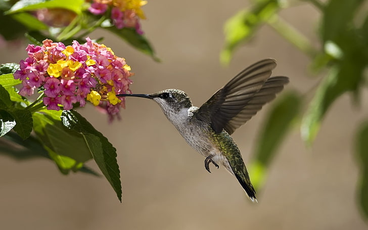 brown and black hummingbird, birds, hummingbirds, flowers, nectar, sunny, leaves, HD wallpaper