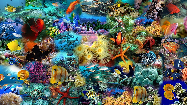 tiere, riff, koralle, korallenriff, unterwasser, anemonenfisch, meer, fisch, meeres, ozean, tauchen, damselfish, wasser, tropisch, kamm, percoid fish, tier, wasser, tauchen, salzwasser, exotisch, tief, tauchen, natürlichhöhe, ägypten, farbenfroh, hardcoral, sonnenlicht, sonnenstrahl, unterseeisch, sonne, seestück, kolonie, reise, HD-Hintergrundbild