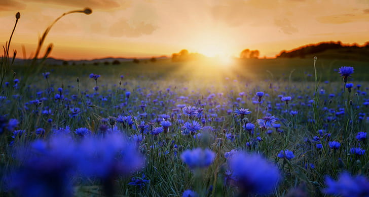 Bei fiori del mattino, fiordalisi blu, mattina, fiori, natura, Sfondo HD