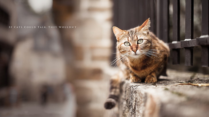 brown tabby cat, cat, animals, quote, fence, HD wallpaper