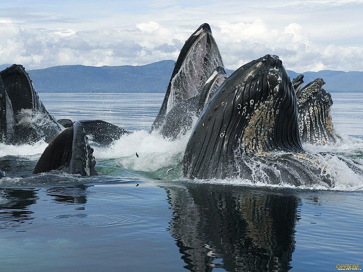 เก้าอี้ไม้ขาวดำสองตัวปลาวาฬทะเลสัตว์ป่าสัตว์เลี้ยงลูกด้วยนมชีวิตในทะเลสัตว์, วอลล์เปเปอร์ HD