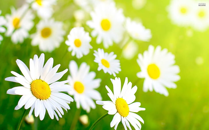 ~spring Chamomilles~, spring, seasons, chamomilles, nature, petals, green grass, daisies, flowers, nature and landscapes, HD wallpaper
