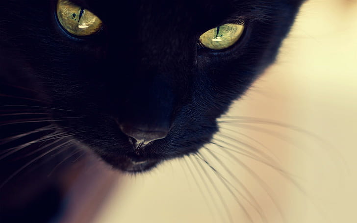 cat, animals, closeup, black cats, HD wallpaper