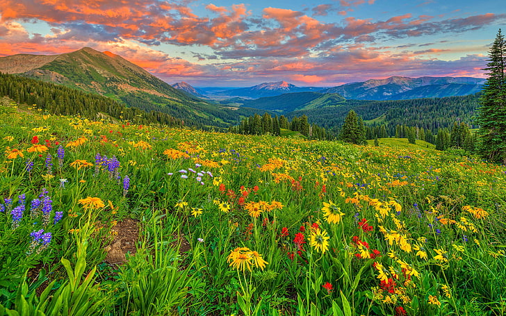 Colorado Wild Colorful Flowers Landscape Wallpaper Hd Penuh Untuk Desktop 3840 × 2400, Wallpaper HD