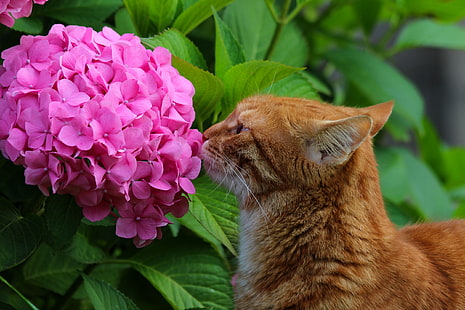 animals, summer, cat, cats, flowers, nature, beauty, hydrangea, cottage, Pets, red cat, Stepan, HD wallpaper HD wallpaper