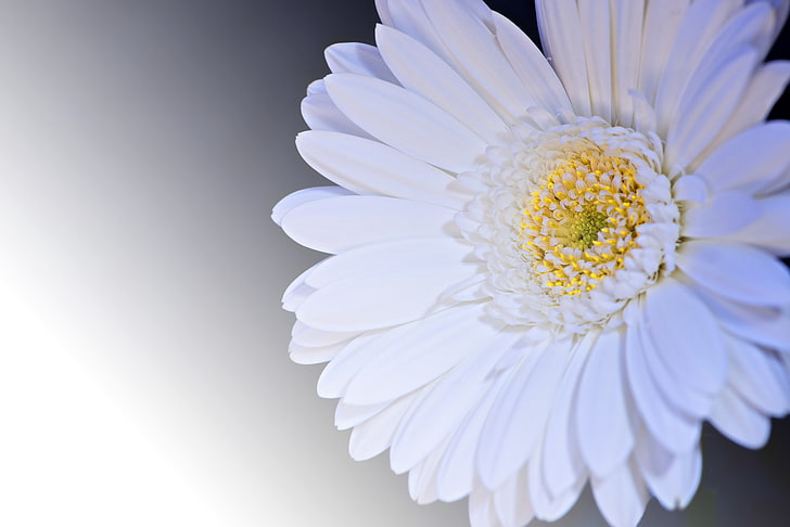 white Gerbera daisy flower, gerbera, flower, petals, white, HD wallpaper