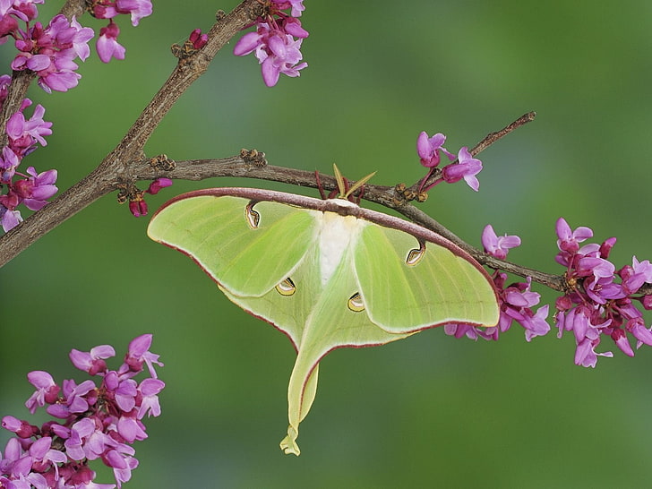 Tier, Luna Moth, Ast, Blume, Insekt, Motte, Rosa Blume, HD-Hintergrundbild