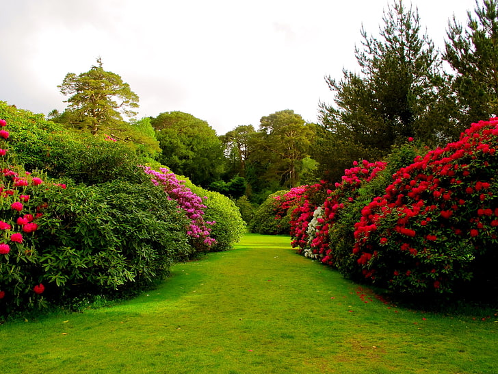 roter und rosa Blumengarten, Blumen, Büsche, Rasen, Gras, Knospen, Garten, HD-Hintergrundbild