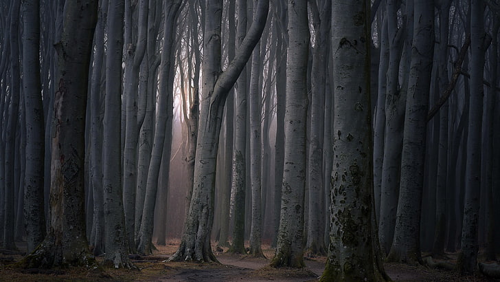 森、木、森、森、深い森、暗い森、幽霊の森、トランク、闇、木、古い成長の森、 HDデスクトップの壁紙