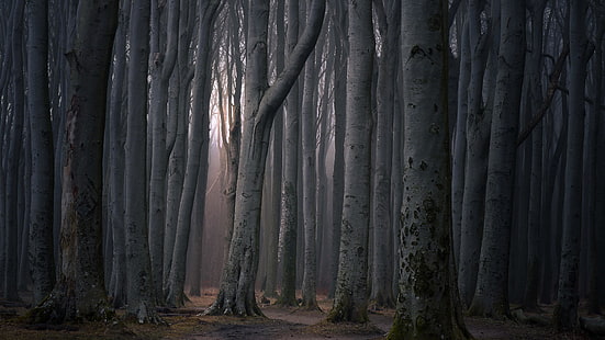 hutan, pohon, kayu, hutan, hutan lebat, hutan gelap, hutan hantu, batang, kegelapan, kayu, hutan pertumbuhan tua, Wallpaper HD HD wallpaper