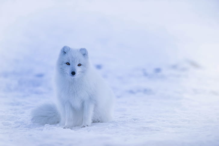 raposa do ártico, neve, animais, raposa, HD papel de parede