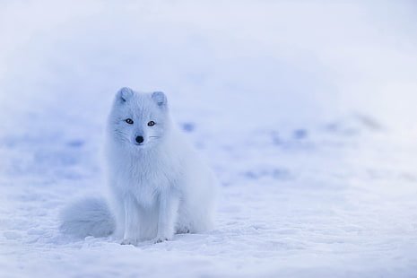 arctic fox, snow, animals, fox, HD wallpaper HD wallpaper