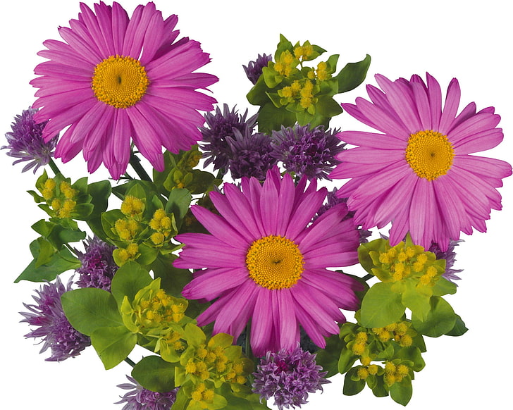 purple flowers with green leaves, flowers, flower, beauty, charm, HD wallpaper