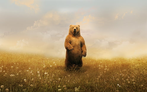 brunbjörn, björnar, landskap, gräs, Photoshop, djur, konstverk, Grizzly Bears, digital konst, HD tapet HD wallpaper