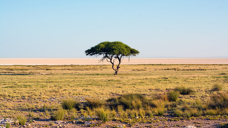 green leafed tree, nature, Namibia, trees, landscape, savannah, national park, Africa, sky, HD wallpaper