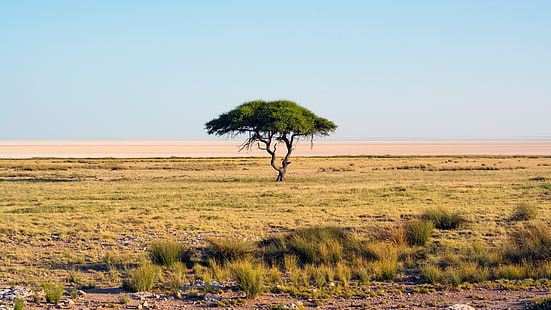 green leafed tree, nature, Namibia, trees, landscape, savannah, national park, Africa, sky, HD wallpaper HD wallpaper