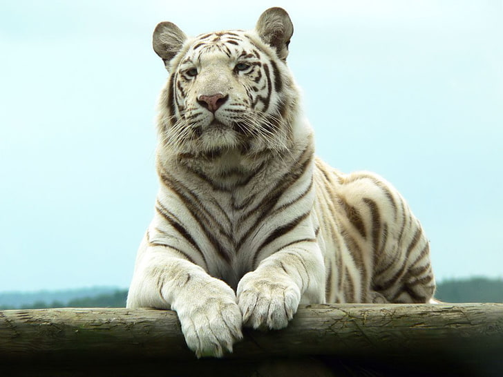 ベンガル白虎、白と黒虎、動物、虎、白、ベンガル、 HDデスクトップの壁紙