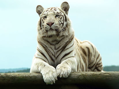 Бенгальский белый тигр, белый и черный тигр, Животные, тигр, белый, бенгальский, HD обои HD wallpaper