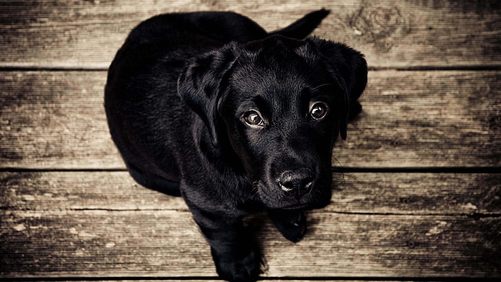 dog, Labrador Retriever, black, puppies, baby animals, animals, nature, top view, puppy eyes, sepia, wooden floor, HD wallpaper