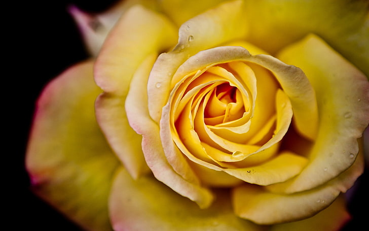 Blumen, Rose, Rosen, gelbe Blumen, gelbe Blume, gelbe Rosen, HD-Hintergrundbild