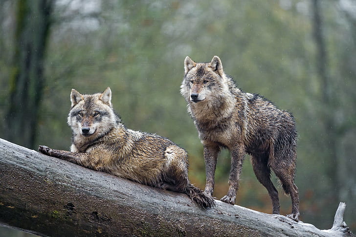 two gray mane wolves on tree branch, wolves, Two wolves, log, tree branch, posing, standing, profile, brown, european  wolf, canine, canid, dog, parc, animalier, park, sainte croix, zoo, france, nikon  d4, wolf, carnivore, gray Wolf, wildlife, animal, animals In The Wild, nature, mammal, HD wallpaper