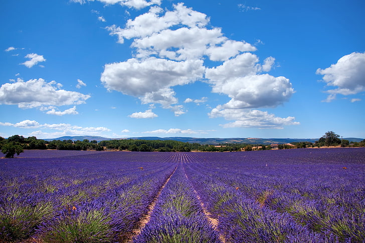 mor lavanta çiçeği alan, tarla, yaz, Fransa, lavanta, AIX EN, Provence, Provence-Alpes-Cote d'azur, Temmuz, Bouches-du-rhône, HD masaüstü duvar kağıdı