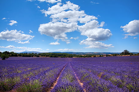 紫色のラベンダーの花畑、フィールド、夏、フランス、ラベンダー、AIX-EN-プロヴァンス、プロヴァンス-アルプ-コートダジュール、7月、ブーシュデュローヌ、 HDデスクトップの壁紙 HD wallpaper