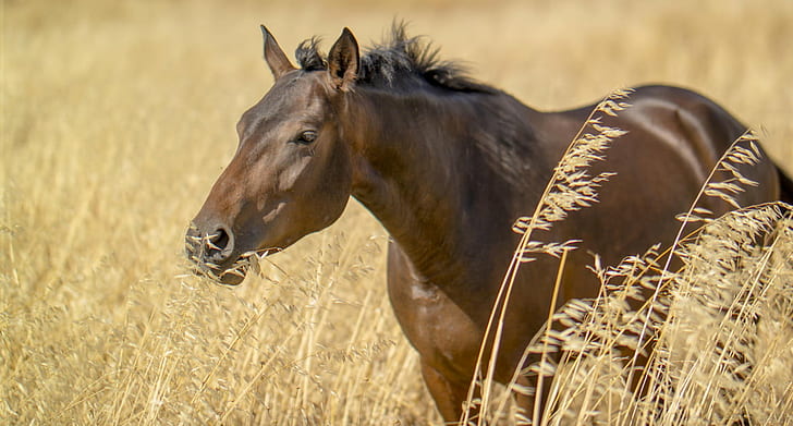 cavalo marrom perto de grama marrom, marrom, cavalo, grama, sevilha, andaluzia, espanha, natureza, animal, ao ar livre, prado, mamífero, juba, HD papel de parede