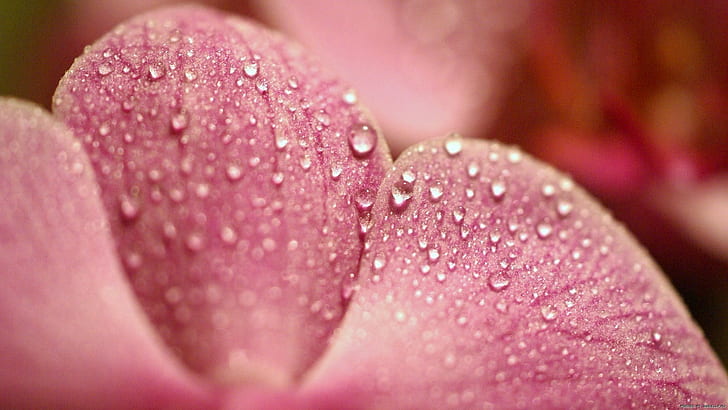 Macro Water Drop Water Beads Flower Pink Bokeh HD, naturaleza, flor, macro, agua, rosa, bokeh, gota, perlas, Fondo de pantalla HD
