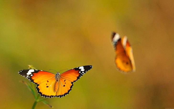オレンジ色の蝶のカップル、2つのオレンジ色の黒と白の蝶、蝶、動物、カップル、オレンジ、 HDデスクトップの壁紙