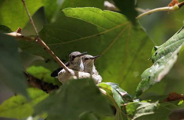 Vögel, Kolibri, Paar, Nest, HD-Hintergrundbild