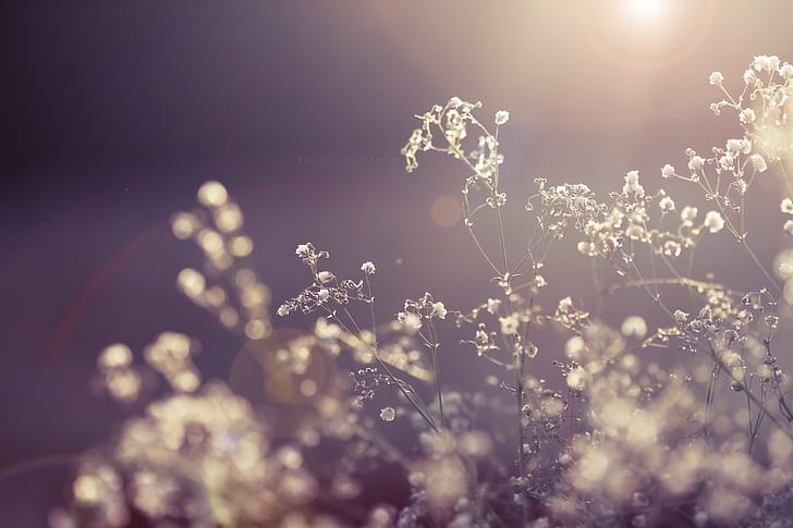 the sun, macro, rays, light, flowers, nature, plant, dry, the dried flowers, HD wallpaper