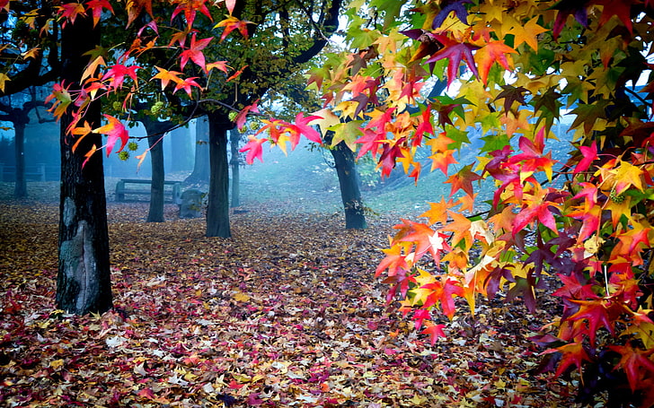 Красиви есенни цветове, листни дървета, природа, есен, дърво, цветни, листа, natrue, HD тапет
