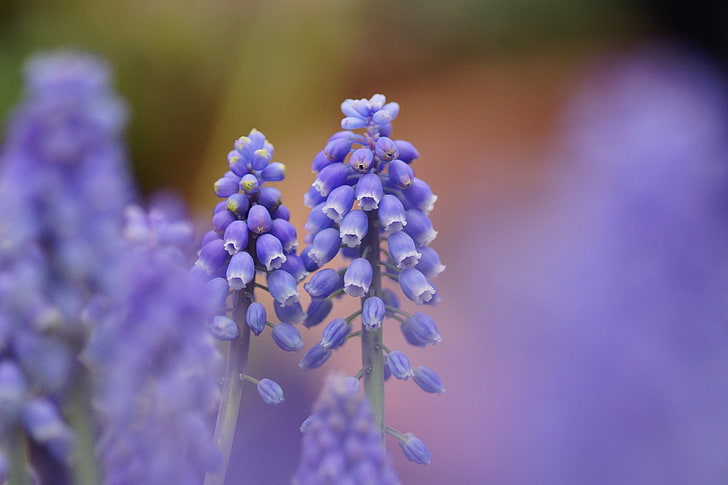 purple grape hyacinth flowers, muscari, blue, flowers, focus, nature, HD wallpaper