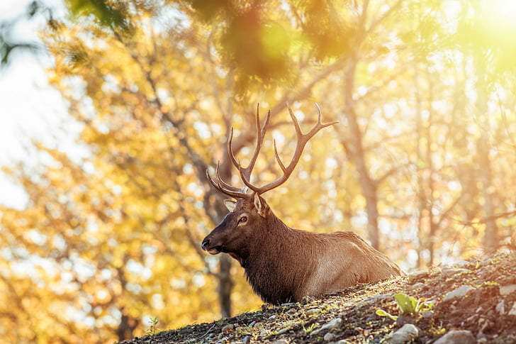 Animal, Deer, Depth Of Field, Wildlife, HD wallpaper