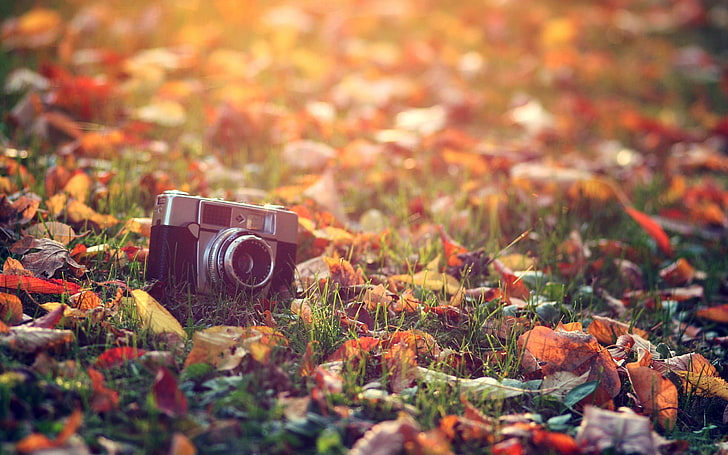 czarno-szary aparat kompaktowy, aparat fotograficzny, jesień, liście, makro, Tapety HD