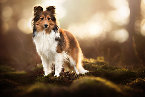 muschio, cane, bokeh, Sheltie, cane pastore delle Shetland, Sfondo HD HD wallpaper