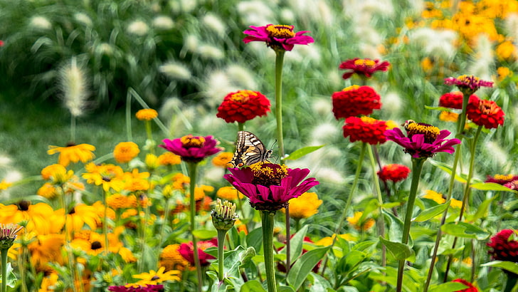 bunga, kupu-kupu, bunga liar, tanaman berbunga, tanaman, lapangan, padang rumput, musim panas, rumput, musim panas, Wallpaper HD