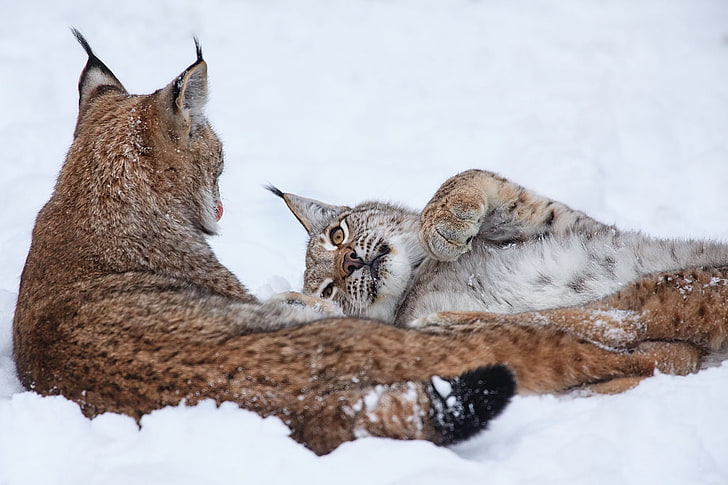 two feline animals, lynx, couple, playful, down, snow, HD wallpaper
