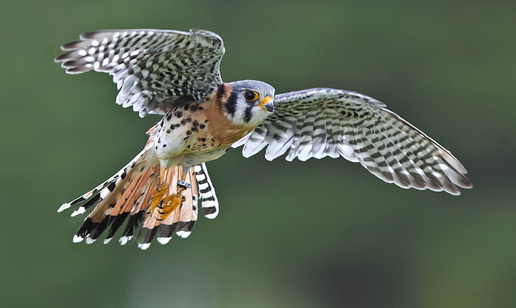 peregrine falcon, flight, bird, wings, Falcon, Sparrow Kestrel, HD wallpaper