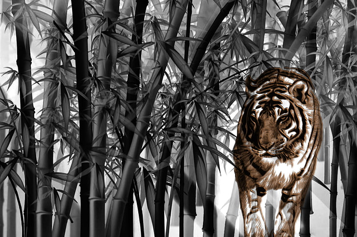 тигр, большие кошки, бамбук, HD обои
