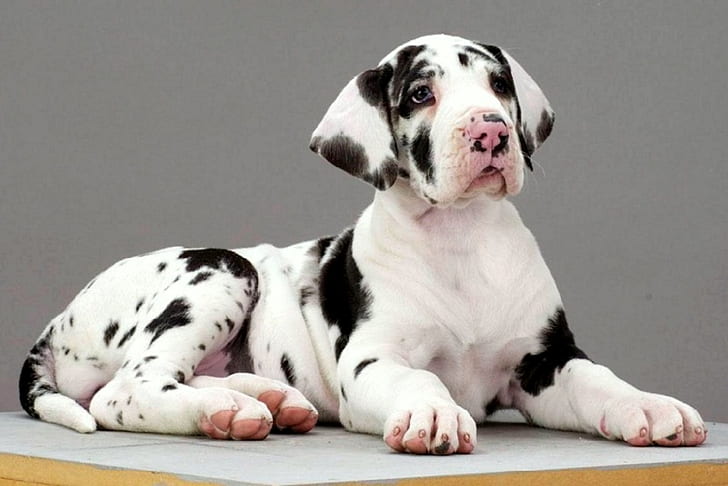 big Dog, dog, great Dane, heroic, puppies, scooby, HD wallpaper