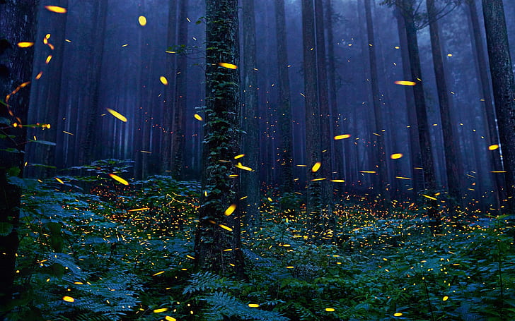 fireflies image desktop, HD wallpaper
